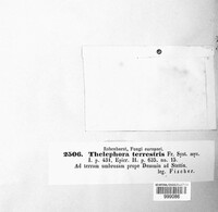 Thelephora terrestris image